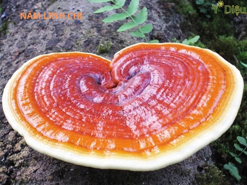 Dầu gội thảo dược được chiết suất từ linh chi đỏ và các dược liệu quý khác